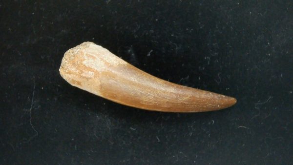 Genuine Cretaceous Age Plesiosaur Tooth Fossil for Sale from Morocco #36a