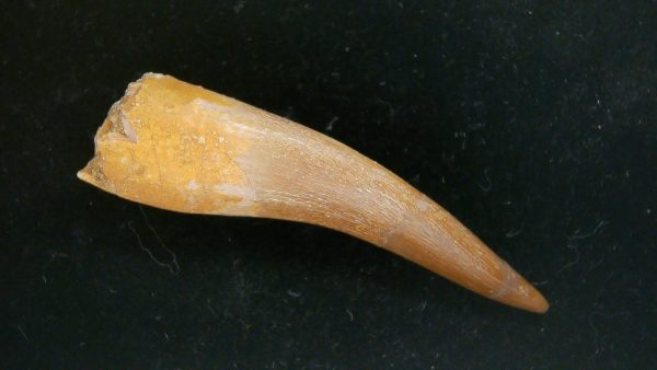 Genuine Cretaceous Age Plesiosaur Tooth Fossil for Sale from Morocco #38