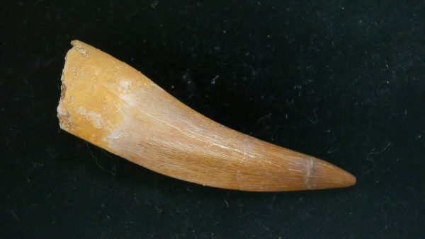 Genuine Cretaceous Age Plesiosaur Tooth Fossil for Sale from Morocco #38a