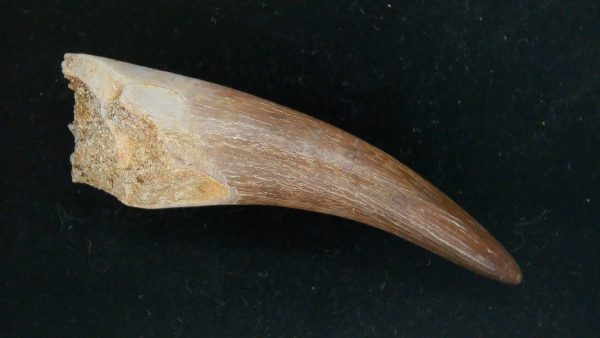 Genuine Cretaceous Age Plesiosaur Tooth Fossil for Sale from Morocco #41