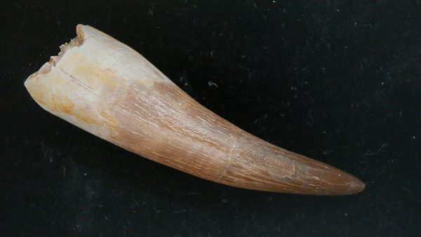 Genuine Cretaceous Age Plesiosaur Tooth Fossil for Sale from Morocco #41a