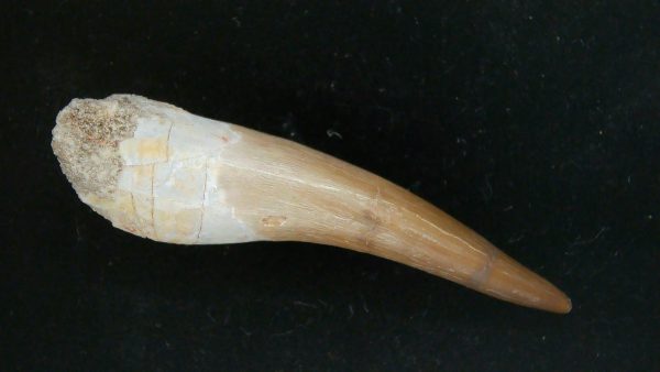 Genuine Cretaceous Age Plesiosaur Tooth Fossil for Sale from Morocco #42