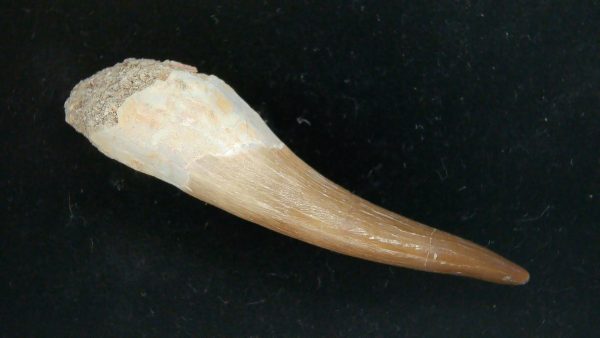 Genuine Cretaceous Age Plesiosaur Tooth Fossil for Sale from Morocco #42a