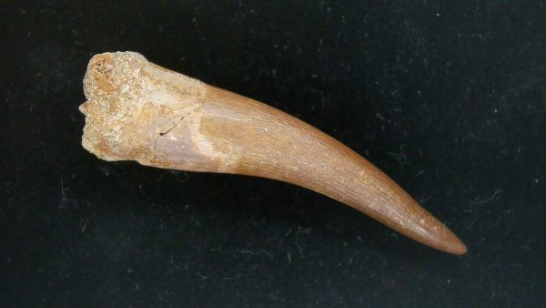 Genuine Cretaceous Age Plesiosaur Tooth Fossil for Sale from Morocco #43