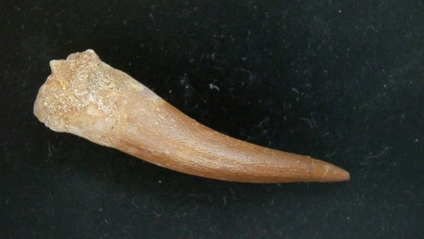 Genuine Cretaceous Age Plesiosaur Tooth Fossil for Sale from Morocco #43a