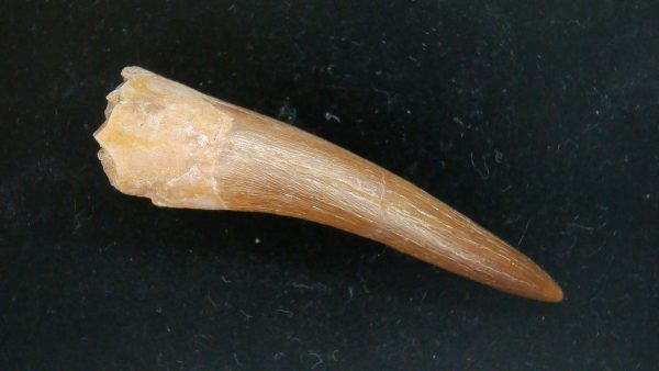 Genuine Cretaceous Age Plesiosaur Tooth Fossil for Sale from Morocco #45