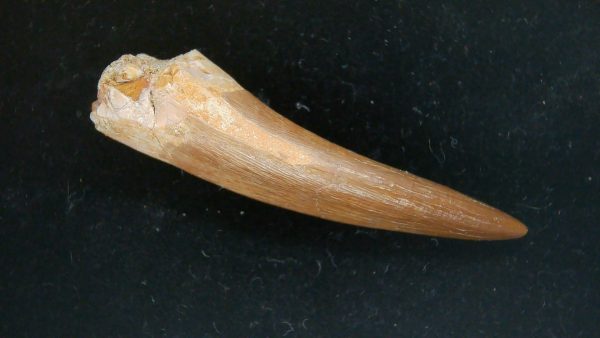 Genuine Cretaceous Age Plesiosaur Tooth Fossil for Sale from Morocco #45a