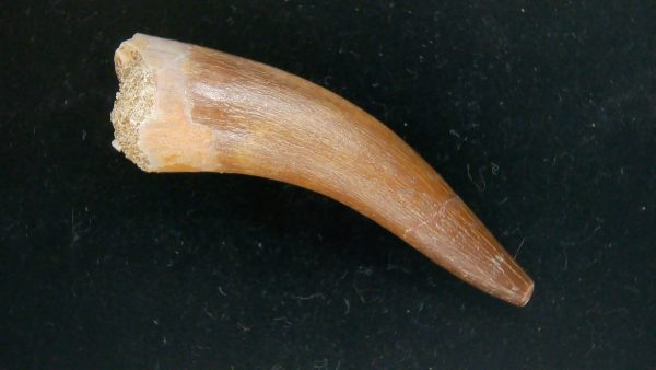 Genuine Cretaceous Age Plesiosaur Tooth Fossil for Sale from Morocco #46