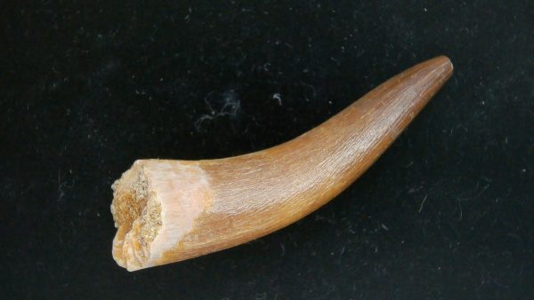 Genuine Cretaceous Age Plesiosaur Tooth Fossil for Sale from Morocco #46a