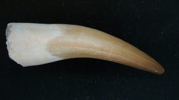 Genuine Cretaceous Age Plesiosaur Tooth Fossil for Sale from Morocco #48