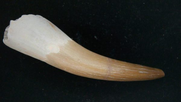 Genuine Cretaceous Age Plesiosaur Tooth Fossil for Sale from Morocco #48a