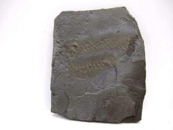 Genuine Silurian Age Trilobite Trackway Fossils for Sale from New York #40