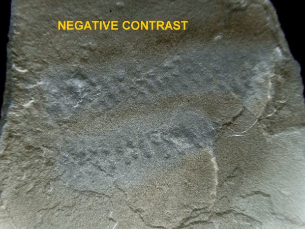 Genuine Silurian Age Trilobite Trackway Fossils for Sale from New York #40B