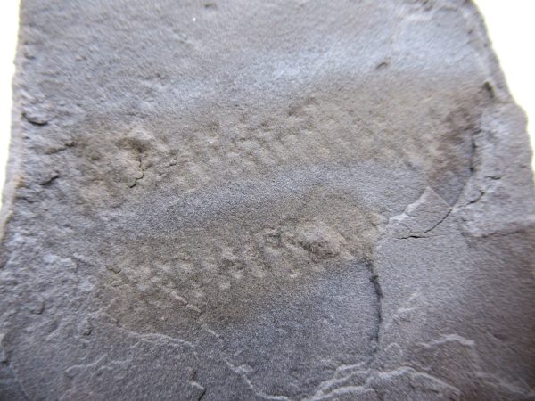 Genuine Silurian Age Trilobite Trackway Fossils for Sale from New York #40a