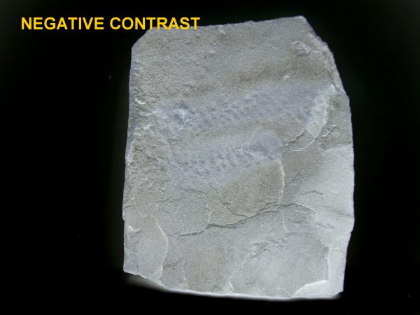 Genuine Silurian Age Trilobite Trackway Fossils for Sale from New York #40c