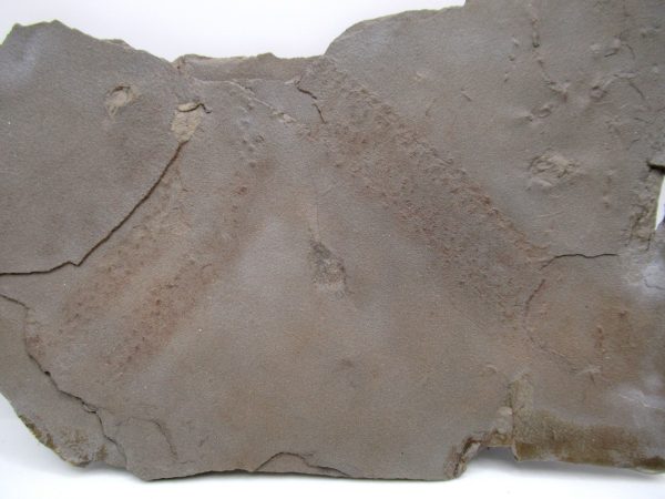 Genuine Silurian Age Trilobite Trackway Fossils for Sale from New York #41a