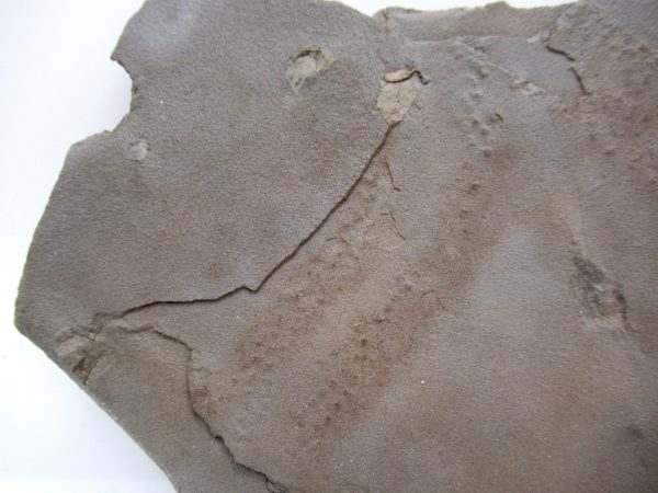 Genuine Silurian Age Trilobite Trackway Fossils for Sale from New York #41c