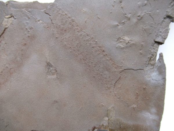 Genuine Silurian Age Trilobite Trackway Fossils for Sale from New York #41e