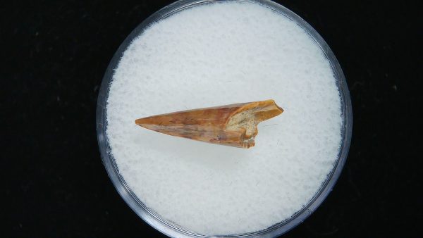 Genuine Permian Age Eryops Amphibian Tooth Fossil for Sale from Oklahoma #56a