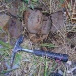 Coeloma Crab for Sale