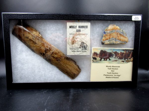 Genuine Pleistocene Age Woolly Mammoth Collection Fossils for Sale from Alaska #1