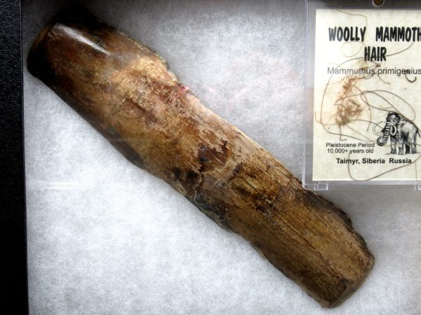 Genuine Pleistocene Age Woolly Mammoth Collection Fossils for Sale from Alaska #1a