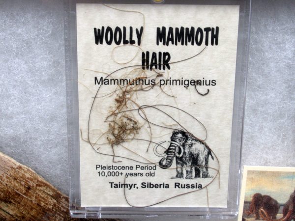 Genuine Pleistocene Age Woolly Mammoth Collection Fossils for Sale from Alaska #1b