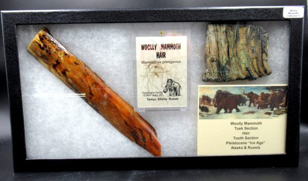 Genuine Pleistocene Age Woolly Mammoth Collection Fossils for Sale from Alaska #3