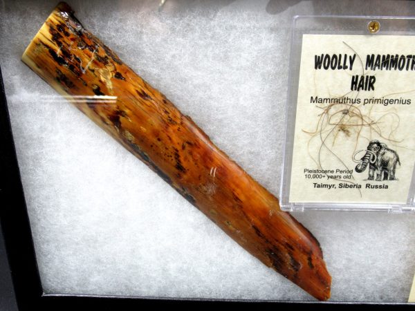 Genuine Pleistocene Age Woolly Mammoth Collection Fossils for Sale from Alaska #3a