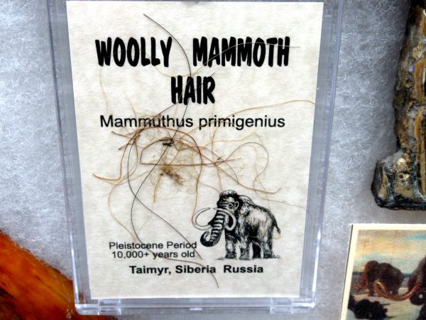 Genuine Pleistocene Age Woolly Mammoth Collection Fossils for Sale from Alaska #3b