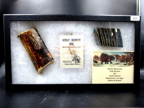 Genuine Pleistocene Age Woolly Mammoth Collection Fossils for Sale from Alaska #8