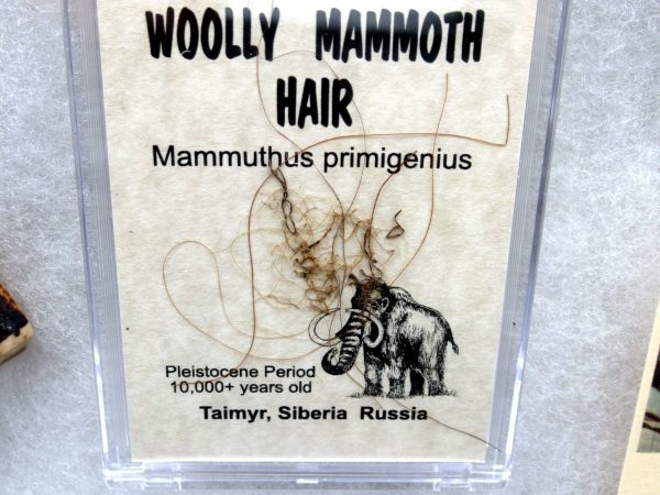 Genuine Pleistocene Age Woolly Mammoth Collection Fossils for Sale from Alaska #8b