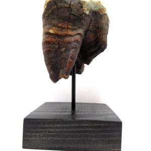 Genuine Pleistocene Age Woolly Rhinoceros Tooth Fossil for Sale from Russia #6