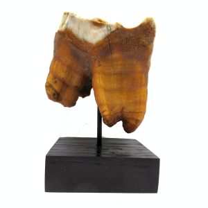 Genuine Pleistocene Age Woolly Rhinoceros Tooth Fossils for Sale from Russia #11