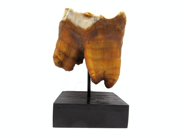 Genuine Pleistocene Age Woolly Rhinoceros Tooth Fossils for Sale from Russia #11