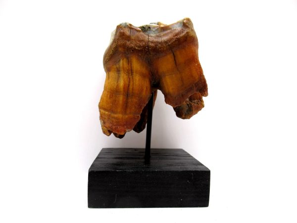 Genuine Pleistocene Age Woolly Rhinoceros Tooth Fossils for Sale from Russia #11b