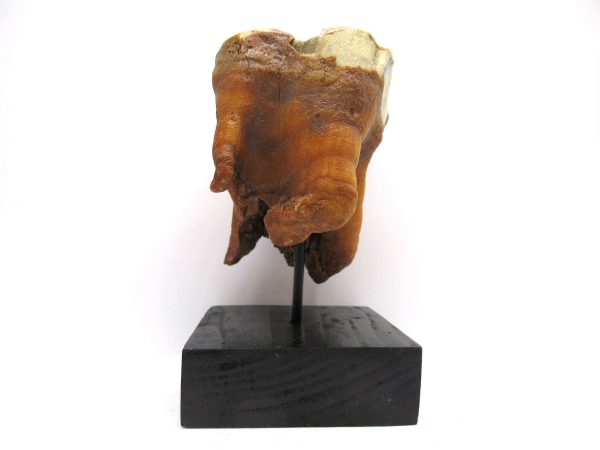 Genuine Pleistocene Age Woolly Rhinoceros Tooth Fossils for Sale from Russia #11c