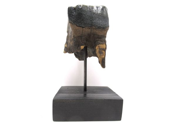 Genuine Pleistocene Age Woolly Rhinoceros Tooth Fossils for Sale from Russia #13a