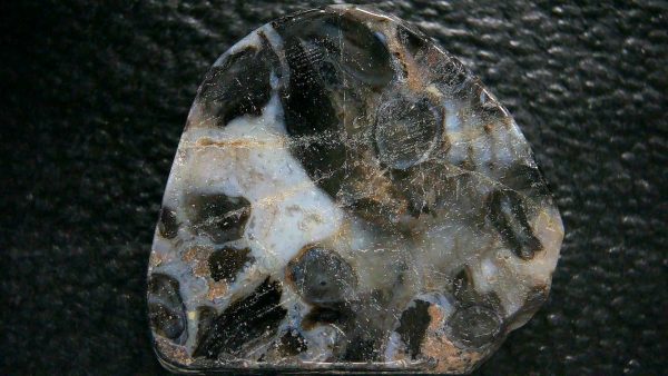 Genuine Devonian Age Ryhnie Chert Specimen in Riker for Sale from Scotland #3a