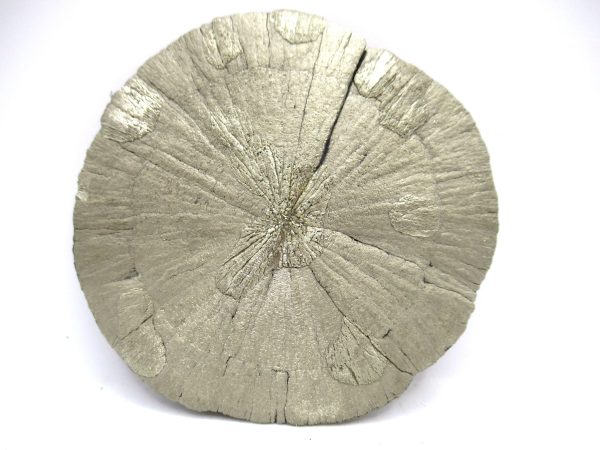 Genuine Coal Mine Pyrite Sun Fossils for Sale from Illinois #24a