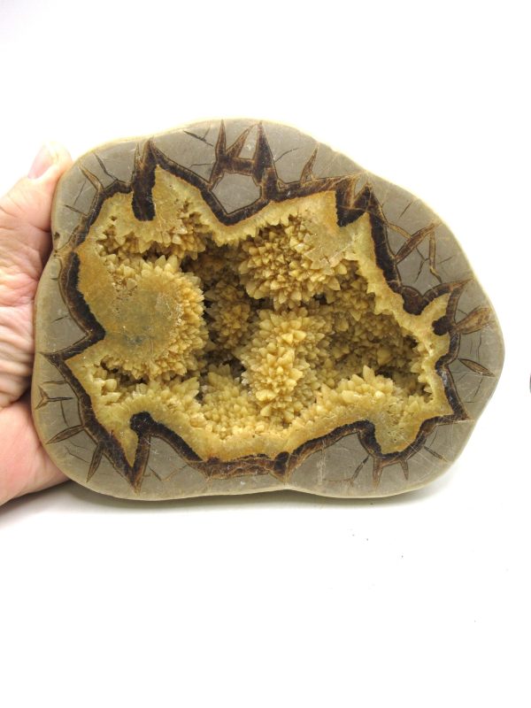 Septarian Nodule Half Cretaceous Age from Utah #1