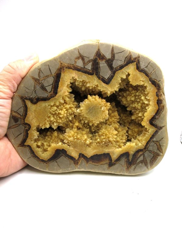 Genuine Cretaceous Age Septarian Nodule Half for Sale from Utah #2