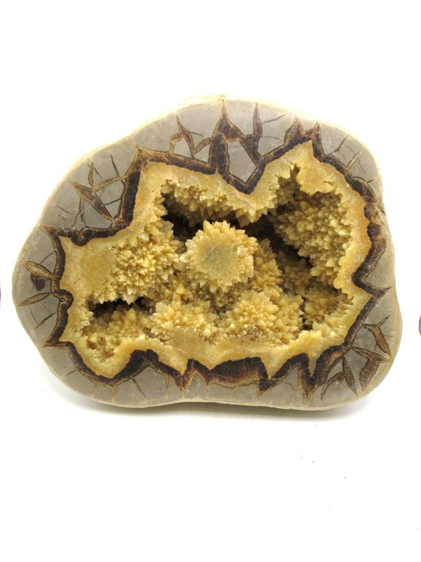 Genuine Cretaceous Age Septarian Nodule Half for Sale from Utah #2a