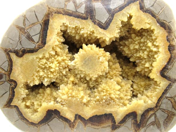 Genuine Cretaceous Age Septarian Nodule Half for Sale from Utah #2b
