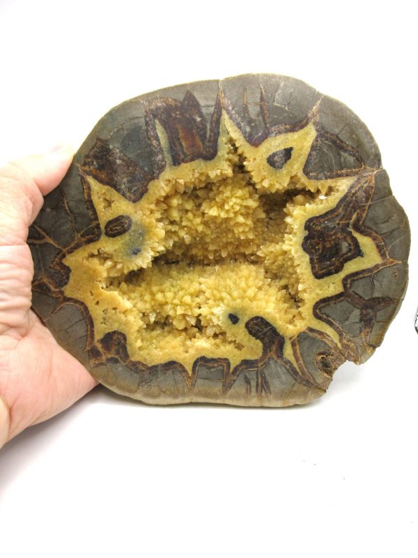 Septarian Nodule Half Cretaceous Age from Utah #3
