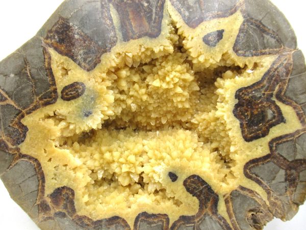 Septarian Nodule Half Cretaceous Age from Utah #3 - Image 5