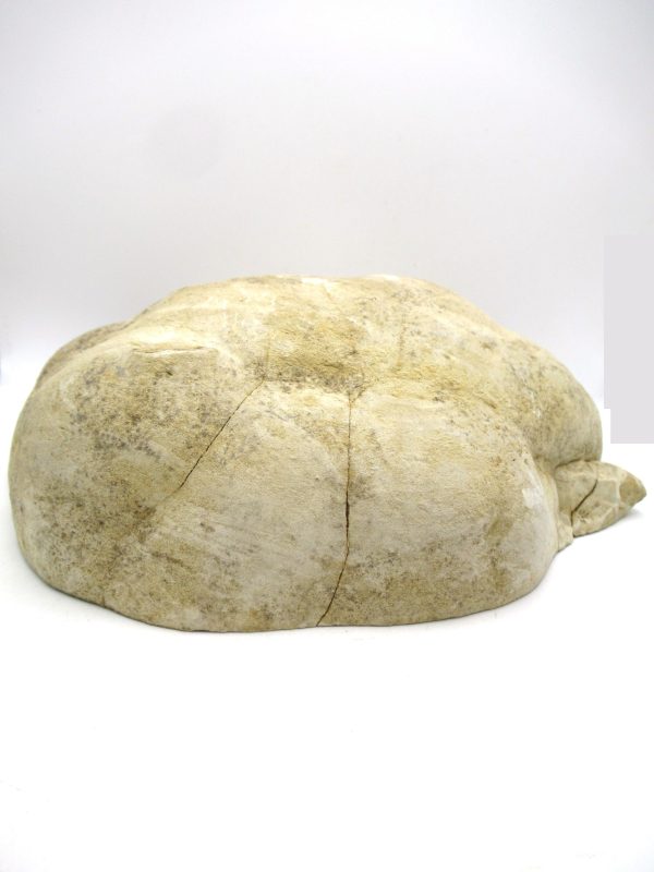Septarian Nodule Half Cretaceous Age from Utah #4 - Image 4