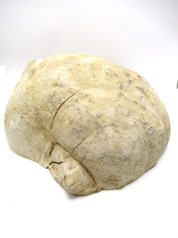 Septarian Nodule Half Cretaceous Age from Utah #4 - Image 3
