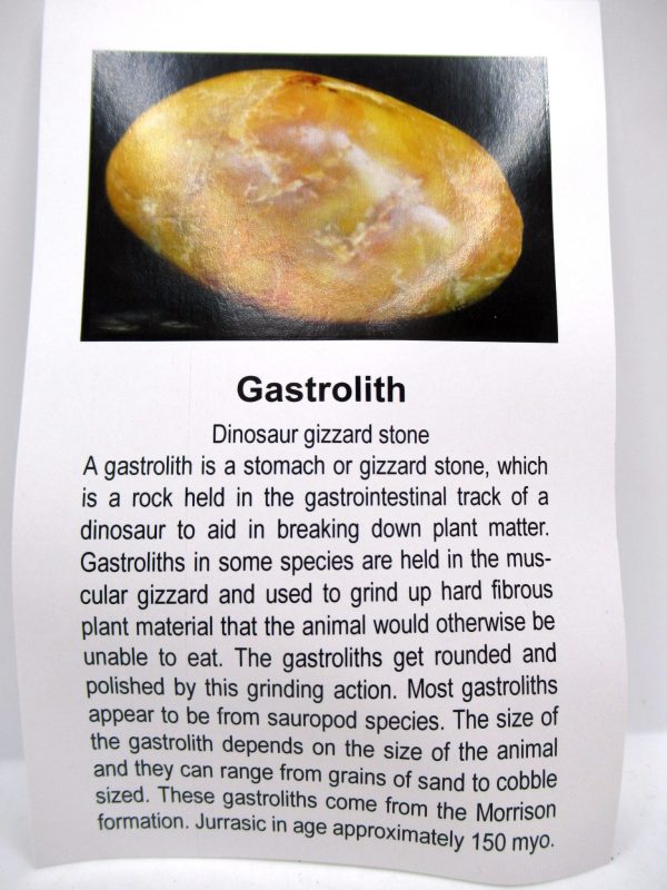 Jurassic Age Dinosaur Gastrolith Stone From Utah For Sale Group