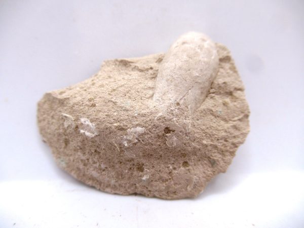 Genuine Oligocene Turtle Egg in Matrix From Wyoming For Sale #10